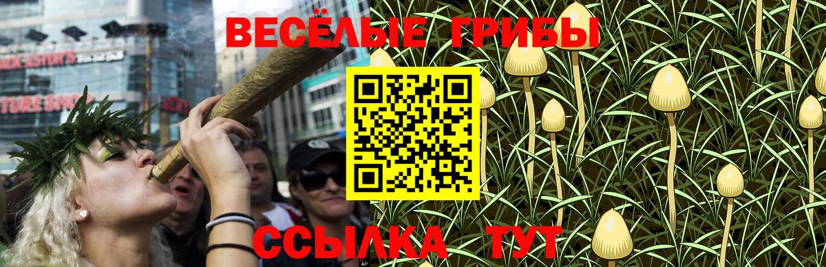 Галлюциногенные грибы Psilocybe Обнинск
